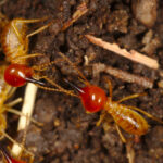 Comment Éviter les Problèmes de Termites dans une Maison